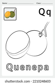 Alphabet A to Z Coloring book - Exercises for kids - vector illustrations and lines. Coloring Quenepa for the alphabet Q