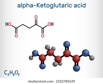 Alpha-ketoglutaric acid, 2-oxoglutaric acid, oxoglutarate, alpha ketoglutarate  molecule. It is intermediate metabolite in Krebs cycle. Structural chemical formula, molecule model. Vector illustration