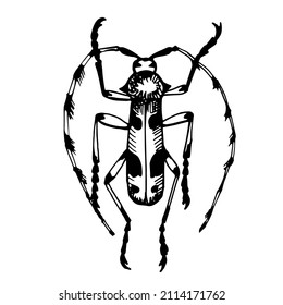 Alpine barbel or alpine lumberjack beetle, line vector drawing, linear vector drawingvector drawing. Naturalness of nature, beautiful beetle, ecology. White and black background colors