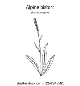 Alpine bistort (Bistorta vivipara), edible and medicinal plant. Hand drawn botanical vector illustration