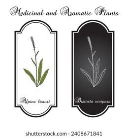 Alpine bistort (Bistorta vivipara), edible and medicinal plant. Hand drawn botanical vector illustration