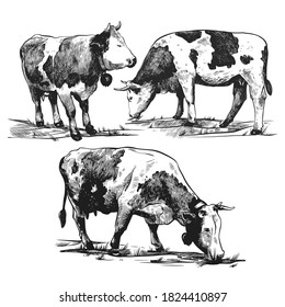 Alpine cows graze set hand drawn in a graphic style. Vintage vector engraving illustration for poster, web, packaging, branding, flyer, print. Isolated on white background