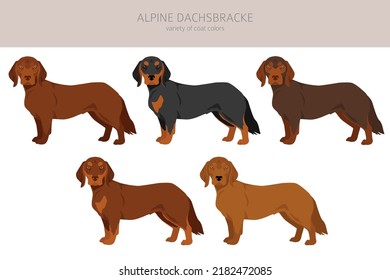 Alpine Dachsbracke clipart. Different poses, coat colors set.  Vector illustration