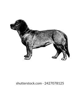 Alpine Dachsbracke hand drawing vector isolated on white background.