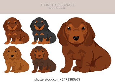 Alpine Dachsbracke puppy clipart. Different poses, coat colors set.  Vector illustration