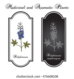 Alpine delphinium (Delphinium elatum), or candle larkspur - ornamental and medicinal plant. Hand drawn botanical vector illustration