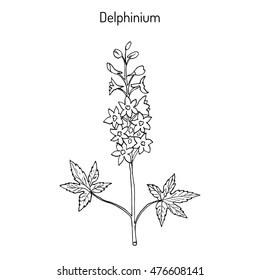 Alpine delphinium (Delphinium elatum), or candle larkspur - ornamental and medicinal plant. Hand drawn botanical vector illustration