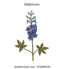 Alpine delphinium (Delphinium elatum), or candle larkspur - ornamental and medicinal plant. Hand drawn botanical vector illustration