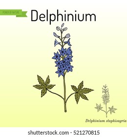 Alpine delphinium (Delphinium elatum), or candle larkspur - ornamental and medicinal plant. Hand drawn botanical vector illustration