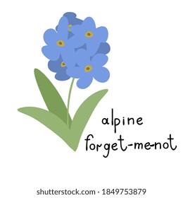 Alpine forget-me-not, Alaska state flower illustration