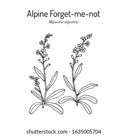 Alpine forget-me-not (Myosotis alpestris), state flower of Alaska. Hand drawn botanical vector illustration