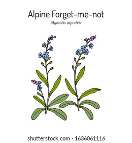 Alpine forget-me-not (Myosotis alpestris), state flower of Alaska. Hand drawn botanical vector illustration