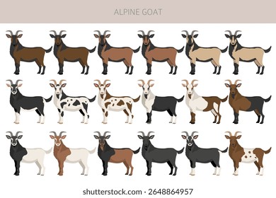 Cabra alpina. Caprino cria design infográfico. Gráfico plano de criação animal. Ilustração vetorial