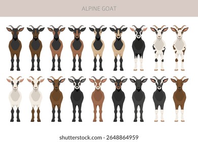 Cabra alpina. Caprino cria design infográfico. Gráfico plano de criação animal. Ilustração vetorial