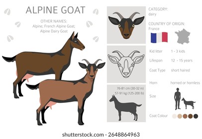 Alpine goat. Goat breeds infographic design. Animal farming flat graphic. Vector illustration