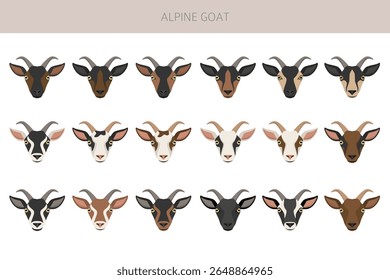 Cabra alpina. Caprino cria design infográfico. Gráfico plano de criação animal. Ilustração vetorial