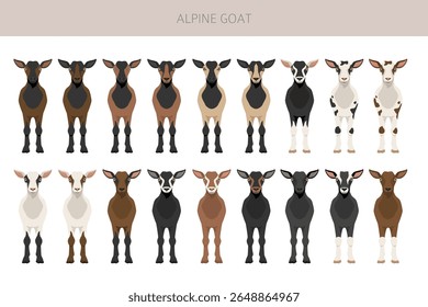 Cabra alpina. Caprino cria design infográfico. Gráfico plano de criação animal. Ilustração vetorial