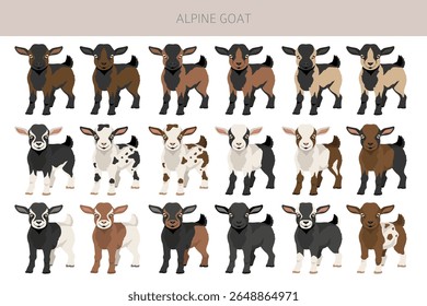 Cabra alpina. Caprino cria design infográfico. Gráfico plano de criação animal. Ilustração vetorial