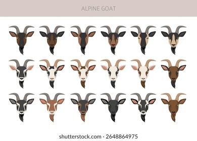 Alpine goat. Goat breeds infographic design. Animal farming flat graphic. Vector illustration