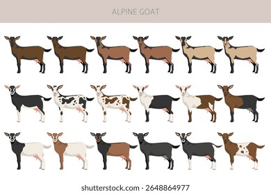 Cabra alpina. Caprino cria design infográfico. Gráfico plano de criação animal. Ilustração vetorial