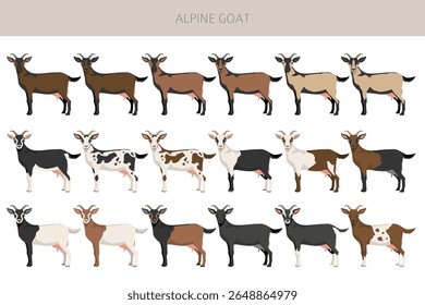 Cabra alpina. Caprino cria design infográfico. Gráfico plano de criação animal. Ilustração vetorial