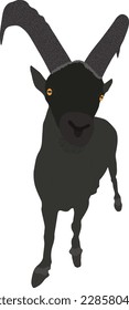 Alpine Ibex Face Alpine grey