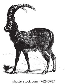 Alpine Ibex also known as Capra ibex, goat engraving. Vintage engraved illustration of Alpine Ibex, goat.