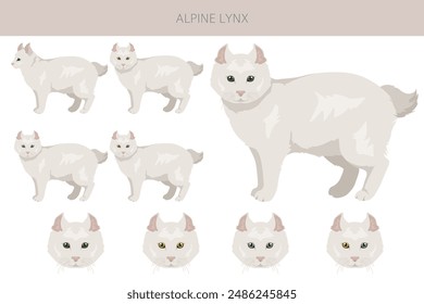 Alpine Lynx clipart. Highlander, All coat colors set.  All cat breeds characteristics infographic. Vector illustration