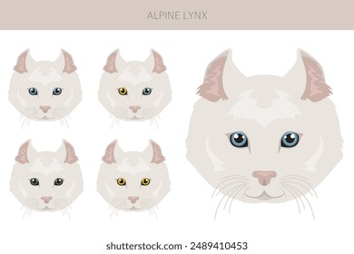 Alpine Lynx clipart. Highlander, All coat colors set.  All cat breeds characteristics infographic. Vector illustration