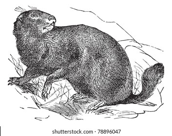 Alpine Marmot or Marmota marmota, vintage engraving. Old engraved illustration of Alpine Marmot in the meadow.  Trousset encyclopedia (1886 - 1891)