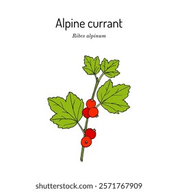 Alpine, or mountain currant (Ribes alpinum), edible plant. Hand drawn botanical vector illustration