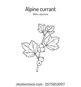 Alpine, or mountain currant (Ribes alpinum), edible plant. Hand drawn botanical vector illustration