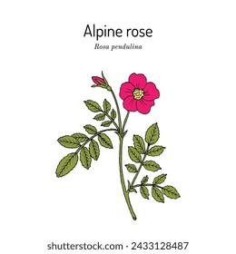 Rosa alpina o de montaña (Rosa pendulina), planta comestible y medicinal. Dibujado a mano ilustración vectorial botánica