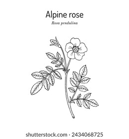 Alpine or mountain rose (Rosa pendulina), edible and medicinal plant. Hand drawn botanical vector illustration