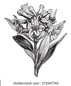 Alpine Rose, vintage engraved illustration. La Vie dans la nature, 1890. 