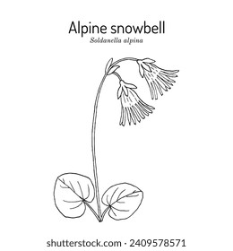 Alpine snowbell or blue moonwort  (Soldanella alpina), medicinal plant. Hand drawn botanical vector illustration