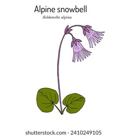 Alpine snowbell or blue moonwort (Soldanella alpina), medicinal plant. Hand drawn botanical vector illustration