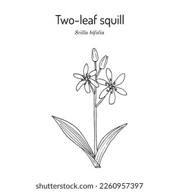 Calabaza alpina, o pellejo de dos hojas (Scilla bifolia), planta ornamental. Ilustración de vector botánico dibujada a mano