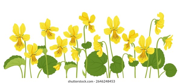 flores alpinas amarelo-violeta,Viola biflora , vetor desenho plantas selvagens em fundo branco, elementos florais, desenho à mão ilustração botânica