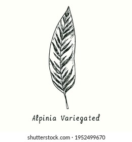  Alpinia Variegated leaf. Ink black and white doodle drawing in woodcut style.