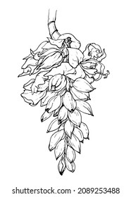 Alpinia zerumbet shell ginger exotic plant blossom. Isolated vector botanical flower: retro vintage, hand drawn, black and white, outline. For wedding invitation, print card, tattoo. illustration.