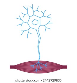 ALS Awareness Month. Amyotrophic lateral sclerosis, Lou Gehrig’s Disease. Muscle and neuron vector illustration