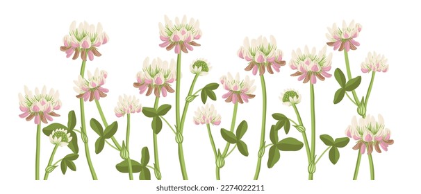 alsike clover, field flowers, vector drawing wild plants at white background, floral elements, hand drawn botanical illustration