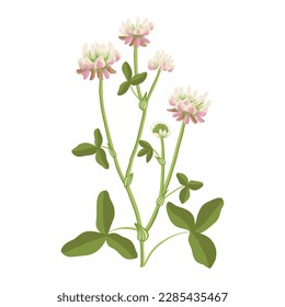 alsike clover, field flowers, vector drawing wild plants at white background, floral elements, hand drawn botanical illustration
