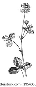 Alsike Clover is a perennial flowering plant in the pulse family. The leaves are alternate and leaves have three blunt-tipped, vintage line drawing or engraving illustration.