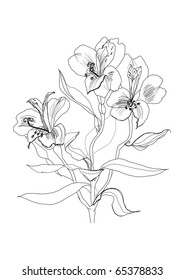 Alstrameriya flower pen drawing on white background