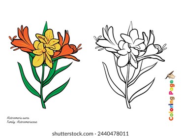 Alstroemeria aurea flower coloring page illustrations are accompanied by examples of colored illustrations ready to be colored and printed to help children develop their painting talents