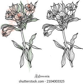 Alstroemeria aurea flowers and leaves on branch