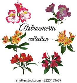 Alstroemeria collection. Beautiful tropical flowers. Pink, red and yellow peruvian lilies, vector illustration isolated on white background.