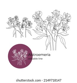 Alstroemeria flower was drawn in a minimalistic style with a line. Part of the collection of main flowers. Editable line.